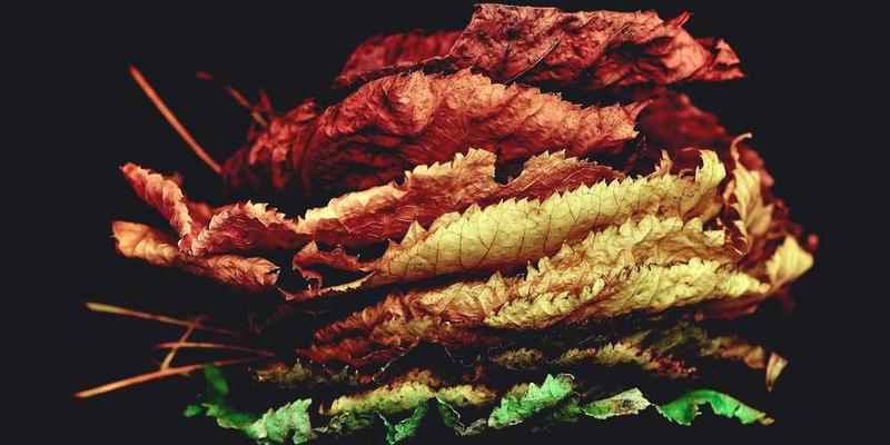 成版人黄瓜视频app