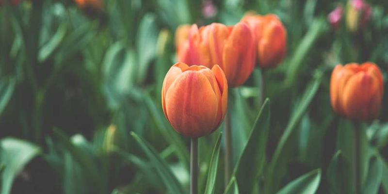 “知识网红”的兴起与隐忧:当学习也成为消费品