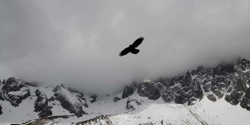 观察并记录一个“梗”（Meme）在传播中的变异与适应性进化