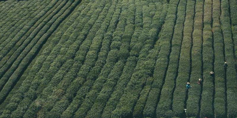 一个旧式的布偶，布料已经泛黄，但眼睛依然明亮，似乎在诉说着它的故事