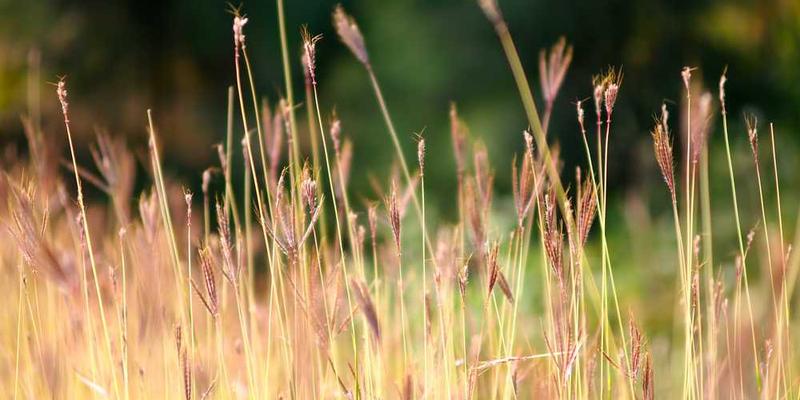 烈日下干裂的土地和蔫萎的农作物